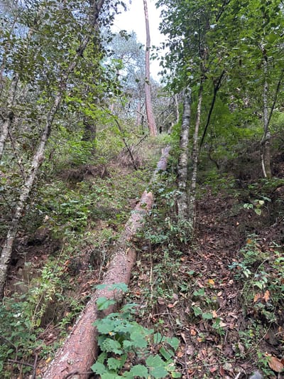 A serene forest scene features slender white trees juxtaposed against the backdrop of verdant foliage. A large, fallen tree dominates the right side of the frame, partially covered by smaller plants and dry leaves. The scene has a natural color palette with light filtering through the tree branches, creating an intimate and peaceful atmosphere in a wooded area.