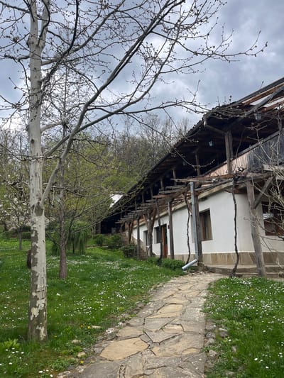 The image depicts a rustic scene in Medven, Bulgaria. A traditional, partially dilapidated building is visible, constructed with a combination of dark wood and white plaster. The building features an overhanging roof supported by wooden beams. A stone pathway runs adjacent to the building, bordering a grassy area filled with white daisies. A distinctive sycamore tree with a white, mottled trunk stands in the foreground, its branches bare except for early spring buds. The sky is overcast and grey. No people are present in the image.