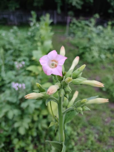This is a close-up, eye-level, medium shot photograph of a single pink tobacco flower in bloom, surrounded by unopened flower buds. The flower is delicate and trumpet-shaped with five pale pink petals and a green center. The buds are elongated and creamy yellow, with fuzzy green sepals. The stem is thick and green, covered in fine hairs. The background is softly blurred, revealing a lush, green garden environment with out-of-focus foliage and a hint of a wooden fence in the distance. The lighting appears natural and diffused, suggesting an outdoor setting during the daytime. The image captures the natural beauty of the plant and its stage of growth. The location of Денисово, Russia, is a rural village and not a city, and there are no people or actions depicted in this image.