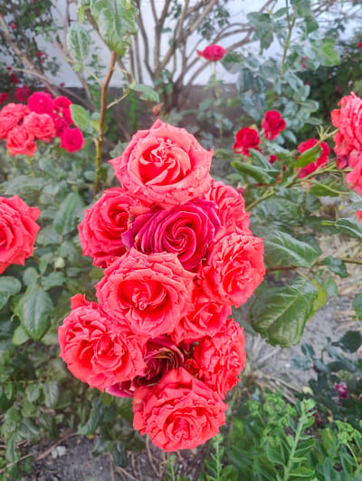 In Myskhako, Russia, a cluster of vibrant pink roses is in full bloom, drawing the viewer's eye. The roses, some fully opened and others still tightly furled, are densely packed together, creating a rich tapestry of color and texture. Their petals, a vivid coral pink, exhibit a delicate, layered structure, with subtle variations in shade adding depth and dimension. The roses are surrounded by lush green foliage, which provides a striking contrast to their warm hues. In the background, the soft focus of the image reveals the faint outlines of a rose bush's branches and leaves, suggesting a natural garden setting. The overall impression is one of natural beauty and abundance, with the roses serving as the undisputed focal point of the scene.