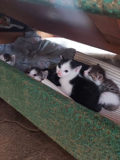Four kittens are nestled in a makeshift bed of a woven material and a cloth-like material. The setting is an indoor space in Pargos, Uzbekistan. The kittens vary in color, with one being black and white, another tabby and white, and two others with a grey/white coat. They are nestled in the woven material, adjacent to a green, possibly carpeted, surface. The bed is located within a cluttered space.