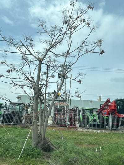 The scene depicts an outdoor commercial or industrial lot in Madzherito, Bulgaria, under an overcast sky. In the foreground, a multi-trunked deciduous tree with bare branches and persistent seed pods occupies the central view, rooted in an area of green grass and sparse vegetation. Directly behind the tree, a black metal fence delineates a display or storage area. Beyond the fence, several pieces of heavy agricultural machinery are parked, including multiple dark green tractors and a prominent red telescopic handler with its boom extended. A light-colored building is partially visible in the background, to the left of the machinery. To the right of the central tree, a utility pole structure with electrical components and wires is present. An individual, dressed in dark attire, is visible within an elevated work platform positioned near the utility pole, indicating ongoing work or maintenance.