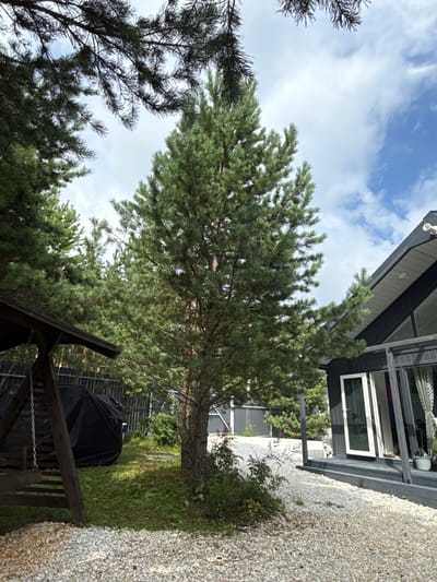 The image depicts a backyard scene with a modern, dark-colored house with large windows and glass doors. A pine tree stands prominently in the foreground, to the left of the house. Adjacent to the pine tree and to the left of the frame, a wooden swing set with a black cover is visible. The ground is covered with light-colored gravel in the foreground, transitioning to grass and some low-lying vegetation further back. A metal fence runs along the back of the property. The sky is partly cloudy. The scene appears to be in a suburban or rural setting, possibly a dacha, consistent with the city of Kusa, Russia. No people are present in the image.