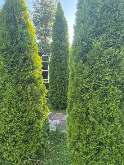 The image depicts a view of a backyard garden in the city of TMZ SNT, Russia. The foreground is dominated by several tall, vibrant green evergreen trees, likely arborvitae, which are densely packed and form a natural screen. Sunlight filters through the foliage, creating highlights and shadows. In the middle ground, a path made of interlocking paving stones is visible, leading into the garden. A white garden archway stands behind the paving stones, suggesting a decorative element or support for climbing plants. Further in the background, other trees and foliage are present, adding to the natural landscape. The sky above is a clear, light blue. There are no people or animals visible in the scene, and no discernible actions are taking place. The overall impression is one of a well-maintained, tranquil garden environment.