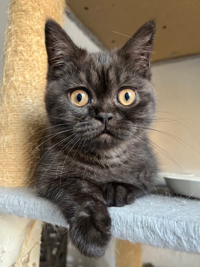 A close-up, eye-level shot of a black tabby kitten. The kitten is positioned upside down in relation to the camera. Its large, round eyes are yellowish-brown with black pupils and appear focused on the viewer. The kitten is partially resting on a beige, sisal-covered surface. Its paw is resting on a vertical, gray, carpeted post. The background is somewhat blurred.