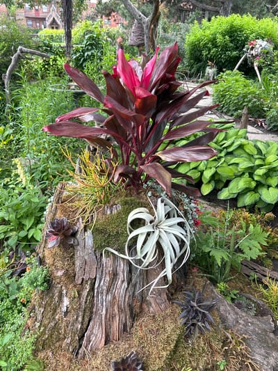 The image depicts a lush, overgrown garden scene featuring a large, weathered tree stump that has been repurposed as a planting bed. This stump is heavily adorned with various plants, including a tall plant with striking red and burgundy leaves at the center, a pale, spiky air plant, a dark purple succulent, and an arrangement of thin, green, branching stems. Moss and other small greenery cover parts of the stump. Surrounding the stump is a dense garden with a variety of plants, including large-leafed hostas and tall green foliage. In the background, a charming, old-fashioned brick building with intricate architectural details is visible, suggesting an urban or suburban setting. The overall impression is one of a well-established, somewhat wild garden. This scene is located in Mount Royal, Canada. There are no people visible in the image.
