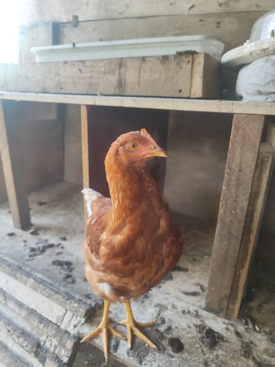 A brown hen stands in a coop constructed of rough wood. The hen's feathers are a mix of brown and white. Its beak is yellow, and its eyes are a light brown color. The coop appears to be located outdoors, as indicated by the natural light and the presence of dirt and debris on the floor. The background shows more wooden structures, possibly nesting boxes. The image was taken in Talgar, Kazakhstan.