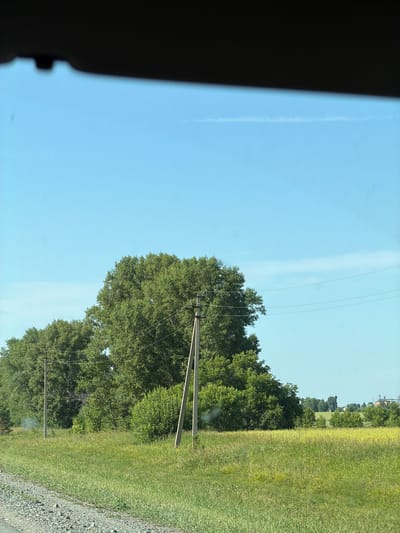The image depicts a rural landscape under a clear blue sky. In the foreground, a gravel road runs along the left side of the frame. Beyond the road, a field of green grass with scattered yellow wildflowers stretches into the midground. A line of tall, lush green trees dominates the middle of the image, with a single, thick tree standing out in the center. Two light poles with overhead wires are visible within the tree line and in the grassy field. In the distance, a few buildings with industrial structures and what appear to be silos are silhouetted against the horizon. The scene is characteristic of the countryside near Bezmenovo, Russia, likely during a summer day. There are no people visible in the image.