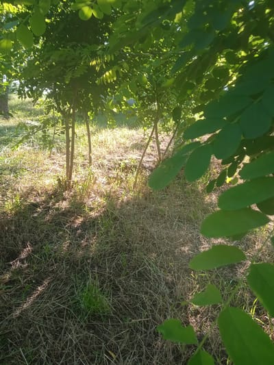 The image depicts a sun-dappled ground covered in dry grass and some green shoots. Three thin tree trunks emerge from the ground, supporting a dense canopy of green leaves that partially obscure the view. The lighting suggests it is daytime, with sunlight filtering through the foliage and casting shadows on the ground. The scene appears to be an outdoor natural setting, possibly a park or a yard, in Rîșcani, Moldova. There are no people or animals visible in the image.