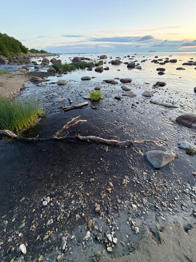 This image depicts a coastal scene at dusk in Haabneeme alevik, Estonia. The foreground is dominated by a rocky shoreline with wet sand, pebbles, and a shallow stream flowing towards the sea. The stream bed is visible through the clear water, revealing a mixture of sand and stones. Several pieces of driftwood lie partially submerged in the stream and on the shore. Green reeds grow in clumps along the edge of the water.
The middle ground features a calm sea filled with numerous large, rounded boulders, some of which are partially submerged. The water's surface is rippled, reflecting the soft light of the setting sun. In the distance, a large white ship is visible on the horizon.
The background consists of the horizon where the sea meets the sky. The sky is painted with soft hues of blue, pink, and orange, indicative of twilight, with scattered clouds. To the far left, a green, tree-covered slope extends down to the rocky coastline. The overall impression is one of a tranquil natural environment at the end of the day. There are no people or visible actions taking place.