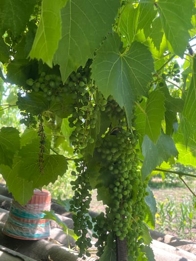 This media file is a close-up shot of a grapevine with numerous clusters of small, green grapes, and large, veined green leaves. The grapes are still developing, appearing round and unripe. The leaves are broad and lobed, characteristic of grapevines, with visible venation.
The scene is outdoors, likely in a garden or vineyard, given the presence of grapevines. In the background, there are hints of other vegetation, possibly trees or bushes, and a glimpse of a chain-link fence. To the right, there is a textured surface that appears to be roofing material, and a partially visible object wrapped in colorful plastic bands, possibly a pot or container.
The lighting suggests it is daytime, with sunlight filtering through the leaves, creating dappled light and shadows. The overall impression is of a natural, sun-drenched environment. There are no people visible in the image.
The activity is simply the natural growth of the grapevines. There are no specific events taking place. The location context provided is Chernove, Ukraine. No text is visible within the image.