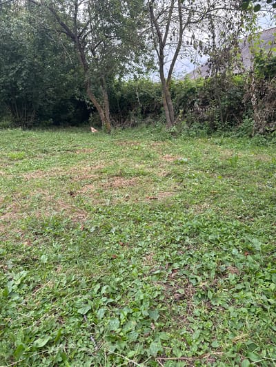 The image shows an outdoor scene in Mıxlıqovaq, Azerbaijan. The foreground is a grassy area with patches of dry grass and some fallen leaves. In the middle ground, there are several trees with sparse foliage and a light-colored chicken standing near the base of one of the trees. In the background, there is dense vegetation and a portion of a building with a gray, sloped roof. The sky is overcast.