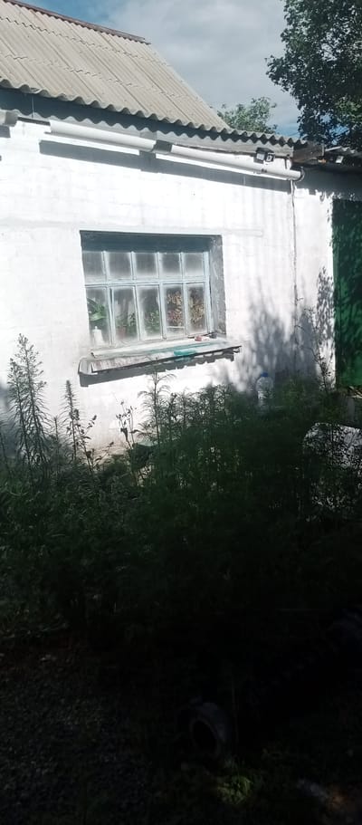 The image depicts the exterior of a white, stucco building with a corrugated metal roof, located in the village of Marinovka, Kazakhstan. A window with light blue trim and multiple panes is visible on the building's facade, containing several potted plants. The ground in front of the building is covered with gravel and overgrown with tall, dark green vegetation. A large plastic water bottle is situated among the plants, and a dark tire is partially visible in the lower right corner of the frame. The scene is illuminated by natural daylight, casting shadows from the surrounding trees onto the building.