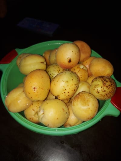 A green plastic bowl filled with apricots is placed on a dark wooden surface. The apricots are small and round, with a yellowish-orange skin and some brown speckles. A few of the apricots appear to have water droplets on their surface. In the background, a dark object, possibly a phone or tablet, is faintly visible on a dark surface. The scene is dimly lit, suggesting it was taken indoors in low light conditions. The image does not provide any specific details or context related to Dachi Su, Kyrgyzstan.