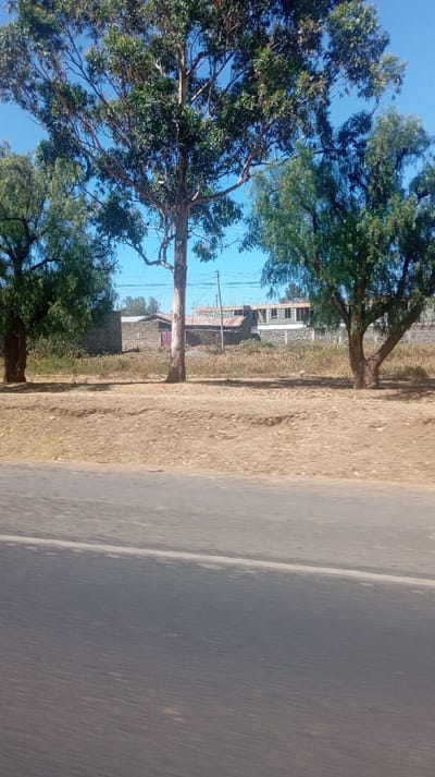 The image captures a sunny, outdoor scene, likely taken from a moving vehicle given the blur in the foreground.
In the immediate foreground, a dark gray asphalt road surface is visible, showing signs of motion blur, particularly along its lower edge. A faint, light-colored line (possibly a lane marker or edge of the road) runs horizontally across the road, slightly above the center of the blurred foreground section.
Beyond the road, there is a strip of dry, brown earth and sparse, yellowish-green vegetation, suggesting dry conditions. This area acts as a buffer between the road and the structures further back.
Dominating the midground are three large trees. The most prominent one is centrally located, tall with a relatively slender, light-colored trunk and extensive green foliage. Its branches spread widely against the sky. To the left, a portion of another large tree with green leaves and a dark trunk is visible. To the right, a third large tree, also with green foliage and a darker trunk, stands. The leaves of all trees appear dense and healthy.
Behind the trees and the dry ground, several structures are visible. To the left of the central tree, there's a small, modest building with stone or concrete block walls and a reddish-brown door. Its roof appears to be flat or low-pitched. Further to the right, a larger building complex is under construction or renovation. It features concrete block walls, some exposed wooden framework on the upper level, and what appears to be a corrugated metal roof on a lower section. Utility poles and overhead wires are faintly visible between the central and right trees, running above the structures.
The sky in the background is a clear, bright blue, indicating good weather and daylight hours, likely midday or early afternoon given the strong sunlight. There are no clouds visible. The overall impression is one of a semi-developed or rural-to-suburban area on a clear day.