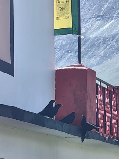 In Kardang, India, four black birds perch on a dark ledge against a white building. Two birds stand close together on the left, facing left with their beaks slightly open. To their right, another bird faces left, its beak partially open. On the far right, a fourth bird stands with its head turned to the right and its tail feathers fanned out. Behind the birds, a red pillar supports a railing with a decorative, red patterned metal design. A light-colored mountain range is visible in the background. Two flags, one yellow with black text and symbols and a green one below it, are attached to a dark pole to the right of the white building.