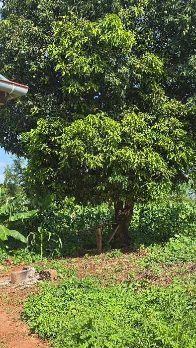 This image, captured in Shimbi Mashariki, Tanzania, presents a vibrant, sunlit outdoor scene dominated by a large, lushly foliated tree, heavily laden with numerous small, green, round mango fruits nestled among its dense leaves. The tree's sturdy, dark brown trunk is visible towards the right, with a simple, rustic wooden structure, possibly a ladder or support, leaning against it.
The ground beneath and surrounding the tree is covered in a rich tapestry of green vegetation, including various plants and weeds, interspersed with patches of reddish-brown soil. In the bottom-left corner, a grey pipe or gutter system is partially visible, hinting at a nearby structure or water management. Towards the bottom right, some greyish rocks or debris are scattered on the ground.
The scene is illuminated by bright daylight, suggesting a sunny day with clear skies, which is also reflected in the vivid greens of the foliage. The overall impression is one of natural abundance and flourishing growth, typical of a fertile tropical environment. There is no explicit human activity taking place, and no discernible text is visible within the image.