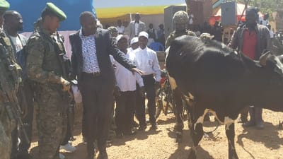 The image shows a group of people gathered in front of a building in Kirumba, Democratic Republic of Congo. The location is determined by the provided coordinates. In the center of the image is a black and white cow with a small white patch on its right hind leg. The cow is standing in the dirt. There are several people gathered around it. A man in a red shirt and a brown jacket is standing on the cow's right and is holding a stick. A man in a suit is standing on the cow's left and is looking at it. A man in a military uniform is standing on the cow's left and is holding a gun. There are several other people in the background. A yellow tent and a white building are visible in the background. The scene is likely a livestock market or a religious event. The people in the foreground are likely the owner of the cow and potential buyers. The sun is shining. The scene is bright and sunny. The ground is dirt. The air is clear.