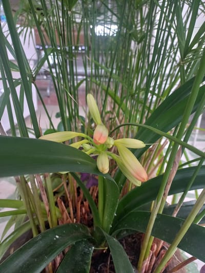 The image depicts a close-up view of a flowering plant, likely an orchid, with pale green and peach-colored buds and partially opened blooms. The plant is surrounded by numerous tall, thin green stems that create a dense background. Some of the stems appear to be dried and brown. The plant is in a pot, the rim of which is partially visible at the bottom. The lighting suggests an indoor environment, possibly with diffused natural light coming from the background, which appears to be a room with white walls and some indistinct objects. No people or animals are present in the image. The location within the city of Revda, Russia, cannot be determined from the visual information provided in the image.