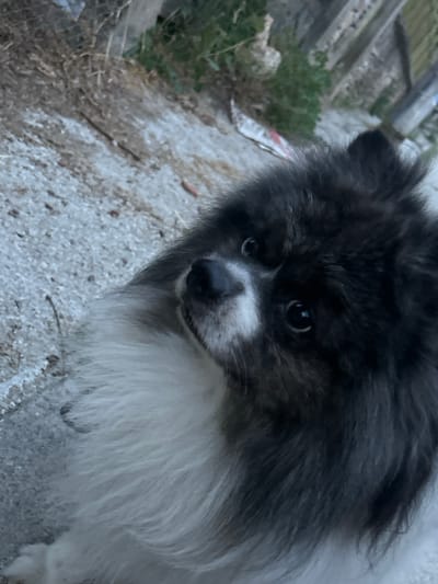 A close-up, low-angle shot focuses on the head and chest of a fluffy Pomeranian dog, which is positioned in the lower right of the frame. The dog has black and white fur, with its snout and muzzle being white, and the rest of its head and visible chest being a mix of black and gray. Its eyes are dark and round, and it appears to be looking slightly upwards and to the left. The background is out of focus but appears to be an outdoor environment with a rough, gravelly surface in the foreground, and what looks like wooden planks and vegetation in the upper right, suggesting an urban or suburban setting. Based on the provided context, this scene is located in Slashten, Bulgaria.