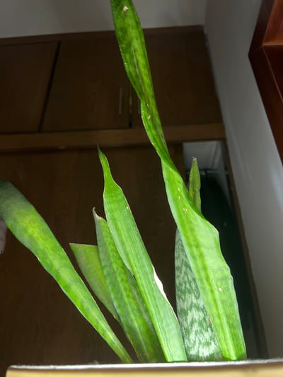 The image depicts a close-up view of a snake plant (Sansevieria trifasciata) with several green leaves featuring a mottled pattern. The plant appears to be located indoors, positioned near or against a wooden cabinet or door. The location in Arroyo Hondo, Mexico is not discernible from the image.
