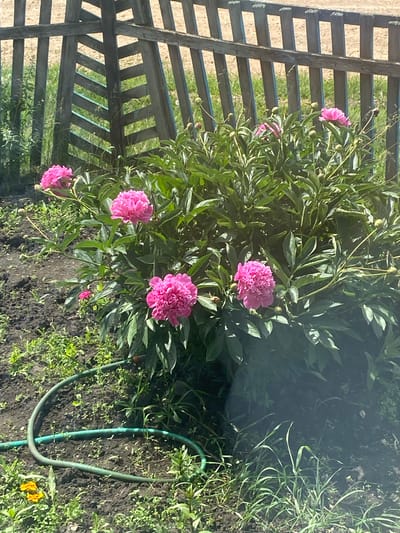 A sunny outdoor scene shows a close-up of a cluster of vibrant pink peonies in full bloom. The flowers are lush and full, with many petals, and are set against a backdrop of dark green foliage. Behind the flowers, a weathered wooden fence with vertical slats and diagonal cross braces is visible. The fence is painted a muted, possibly faded blue. The ground in the foreground is dark soil with patches of green grass and weeds. A green garden hose snakes across the soil. The overall impression is one of a garden in a rural or suburban setting, possibly Urazovo, Russia, given the context. There are no people or animals in the frame.