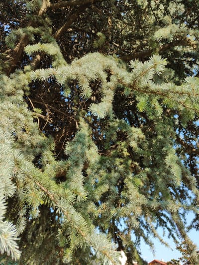 The image shows a close-up view of the branches and needles of a coniferous tree, likely a cedar, in Litochoro, Greece. The needles are short, dense, and have a silvery-green hue. The branches are thick and woody, casting shadows on the denser foliage. In the background, a clear blue sky is visible, with glimpses of what appear to be rooftops of buildings in the lower right corner, suggesting an urban or semi-urban setting. No people or animals are present in the frame. The sunlight illuminates the needles, highlighting their texture and color.