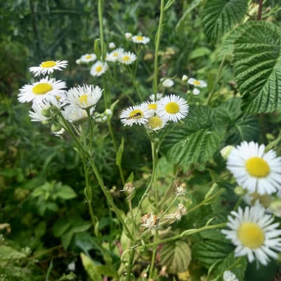 A close-up, eye-level shot captures a cluster of white daisy-like flowers with yellow centers, interspersed with green foliage. One flower in the mid-ground hosts a small, striped insect, possibly a hoverfly. The background consists of blurred green leaves and stems, creating a shallow depth of field. The scene is set outdoors, amidst natural vegetation, likely a garden or meadow. The image's focus is sharp on the flowers and the insect, with the surrounding environment rendered softly out of focus. The lighting suggests it is daytime, with natural light illuminating the scene. The overall impression is one of nature in bloom.