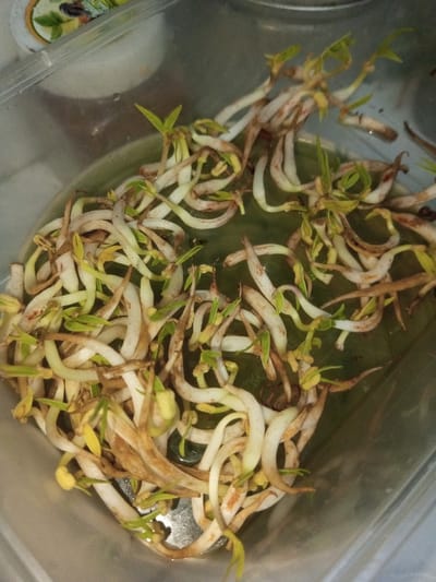 The scene is situated in Ura-Dozhi, Bhutan. The image depicts a clear, rectangular plastic container holding a dense collection of sprouted legumes. Approximately 50-70 sprouts are visible, primarily featuring elongated, curved stems ranging from off-white to pale yellow. Many sprouts exhibit small, developing light green cotyledons or leaves at their tips. Brownish-red remnants, likely seed husks or areas of decay, are present on several sprouts. The sprouts are partially submerged in a shallow layer of translucent, pale green liquid. The bottom surface of the plastic container shows reflections of a metallic surface underneath. In the upper left background, a portion of another container or object with a green and white label is visible, out of focus. No individuals, direct actions, or interactions are present in the frame.