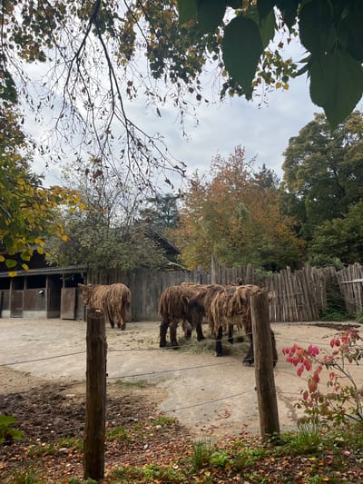 The image depicts an outdoor animal enclosure within the Parc Zoologique & Botanique de Mulhouse in Mulhouse, France, during what appears to be the autumn season. The scene is observed from an elevated perspective, looking down and into the enclosure.

In the foreground, the ground is covered with fallen brown and yellow leaves, interspersed with patches of green foliage and exposed soil. Two vertical wooden posts with horizontal wires strung between them demarcate the viewer's side of the enclosure.

The main subjects are a group of at least four Poitou donkeys, identifiable by their distinctive long, shaggy, matted brown and tan coats. One donkey is positioned on the far left, facing away from the viewer and walking towards a wooden shelter. The other three donkeys are situated closer to the right side of the frame, clustered together. They appear to be standing or grazing on a patch of hay on the dirt ground. The ground within the enclosure is a mix of packed dirt and concrete.

Behind the donkeys, a rustic wooden fence made of vertical logs separates the enclosure from a densely wooded background. To the far left, a multi-stall wooden stable or shelter with dark brown doors and a dark roof is visible.

The background is dominated by trees displaying autumn colors, including vibrant oranges, yellows, and deep greens, under an overcast sky. Overhead, bare tree branches with sparse, small leaves are visible, framing the top portion of the image.