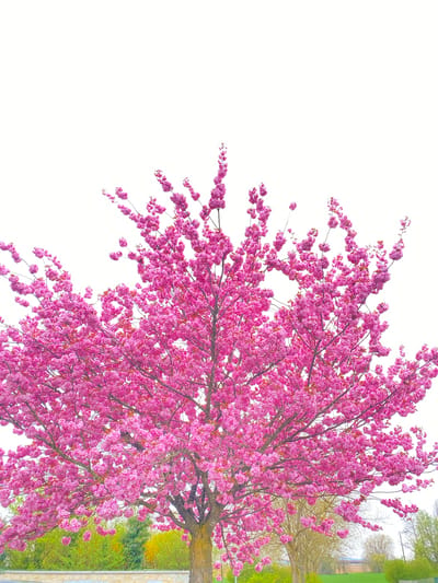 A rotated view of a pink flowering tree fills the right side of the image. The trunk is visible and the branches are densely covered with pink blossoms. Beyond the tree, blurred green foliage and beige walls or buildings are visible. The left side of the image is a blank white space. The location is in Truchtersheim, France.