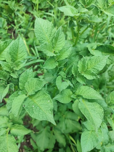 This is a close-up, overhead shot of green potato plant leaves in an outdoor setting. The leaves are textured with visible veins. The background is blurred and consists of more green foliage and dark soil. The image appears to be taken in Znamenskiy, Russia, likely in a garden or field. There are no people or specific actions depicted.