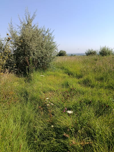 A natural landscape image taken in the city of Ак-Арык, Kyrgyzstan. The foreground is dominated by tall, lush green grass, interspersed with small white and pink wildflowers and darker, round seed heads. A large, bushy tree with silvery-green leaves is prominent on the left side of the image, partially obscuring the view of other smaller trees and shrubs in the middle ground. The background features a hazy, distant view of a town or city under a clear, pale blue sky. There are no people or animals visible in the image.