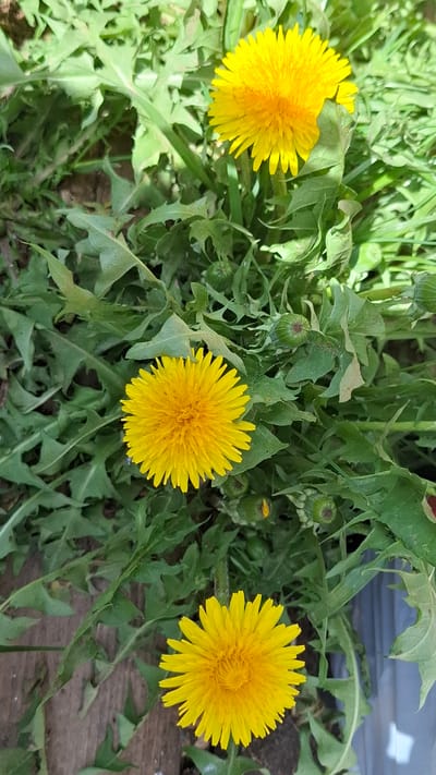 The image shows a close-up view of three dandelions in full bloom, surrounded by dandelion leaves and buds. The yellow flowers are the focal point, each exhibiting a dense collection of petals. The leaves are jagged and green, providing a backdrop for the flowers. The environment appears to be a grassy area, likely a garden or field. There is no evidence to connect the image with the city of Шешурга, Russia.