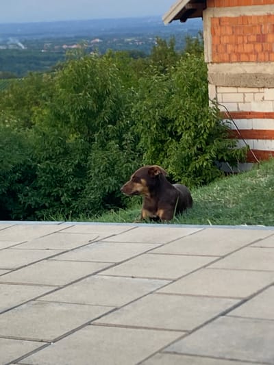 The image captures a brown and tan dog lying on a grassy slope, facing to the left. Behind the dog, a dense green bush occupies the mid-ground, with a partially constructed brick building to the right, featuring exposed red brick and white mortar. In the background, a hazy landscape of rolling hills and scattered buildings suggests a semi-rural or suburban setting, possibly within Arandjelovac Municipality, Serbia. The foreground is dominated by a paved surface made of light-colored rectangular tiles laid in a repeating pattern. The sky above is overcast and light blue.