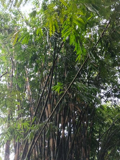 The image displays a dense bamboo grove, captured from a low angle looking upwards into the canopy. Numerous tall, slender bamboo culms dominate the frame, exhibiting a variety of colors. Some culms are a light, yellowish-brown or tan with darker sections, while others appear deep green or almost black, indicating different ages or species. These culms crisscross and ascend, forming a thick, intricate network.
The foliage is abundant and predominantly green, with shades ranging from vibrant lime green, likely receiving more light, to darker green in the more shaded areas. Two distinct types of leaves are visible: the characteristic broad, elongated leaves of bamboo, and finer, more delicate, fern-like foliage, which is intermingled throughout the canopy, especially noticeable towards the top center of the image.
The lighting is bright but diffused, suggesting daytime conditions, possibly under an overcast sky or within a deeply shaded, humid environment. The scene conveys a sense of lush, natural growth. There are no people, animals, or man-made objects visible, nor is there any discernible text. This verdant landscape is consistent with the natural environment found in Nebilver (Tegal) Admin Centre, Papua New Guinea.