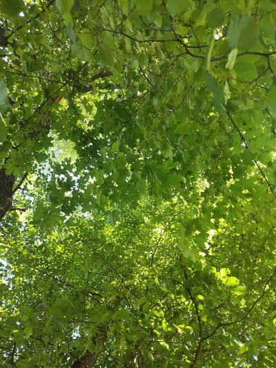 The image shows a close-up view of green tree leaves and branches, seen from below, looking up towards the sky. Sunlight filters through the dense foliage, creating bright highlights on the leaves. The scene appears to be outdoors, with no people or specific structures visible. The abundance of green leaves suggests it is likely springtime or summer. The location is described as Скурыгино, Russia, implying an outdoor environment within that area.