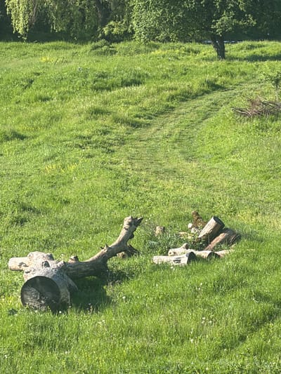 The image shows a grassy field with several tree stumps in Novogortsi, Bulgaria. The field is bright green and appears well-maintained. Two notable tree stumps are present in the right portion of the image, with a hollowed-out section visible in one. The environment is predominantly natural.