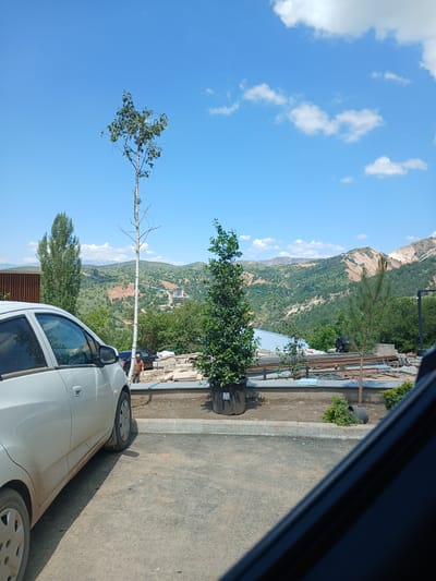 A white car is parked on the side of a road. The car is facing towards the viewer, and the passenger side is visible. The road is paved and there is a curb on the left side of the road. Behind the curb, there is a patch of dirt and some bushes. In the background, there are mountains covered in trees and green vegetation. The sky is blue with some white clouds. A tall, slender tree with sparse leaves is growing in front of the car, leaning towards the right. Another tree with more foliage is visible on the left side of the car. Construction materials, including what appear to be metal pipes and wooden planks, are stacked on the right side of the road. The scene appears to be outdoors on a sunny day. The image has been rotated 90 degrees counterclockwise.