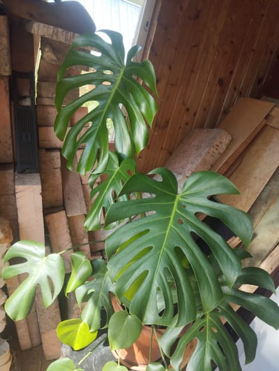 The image shows a lush green Monstera plant with large, fenestrated leaves. The plant is in a brown pot and appears to be healthy and well-maintained. The background consists of stacked reddish-brown bricks and wooden planks, suggesting an outdoor or semi-outdoor setting, possibly a patio, balcony, or shed. The lighting suggests it is daytime, with sunlight casting shadows. There is a black rectangular object with vents on the bricks, which could be a ventilation grate or part of an outdoor appliance. The overall scene evokes a sense of natural beauty and domestic tranquility.