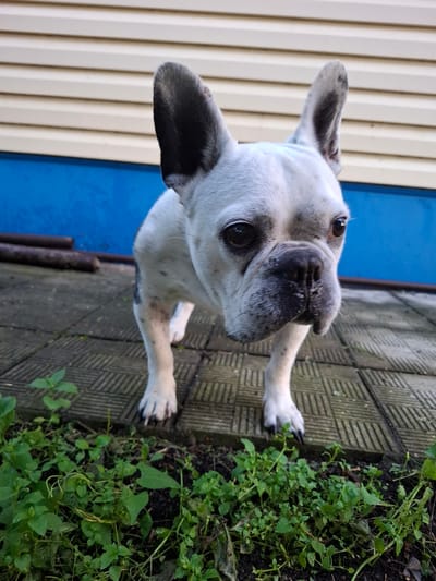 A French bulldog stands on a paved surface with green plants in the foreground. The dog is white with black markings on its ears and body. Behind the dog is a wall with horizontal siding, colored beige at the top and bright blue below. The paved surface is composed of rectangular blocks. The scene appears to be outdoors in a residential area, possibly a backyard. The specific location in Булаев қалалық әкімдігі, Kazakhstan cannot be determined from the image alone.