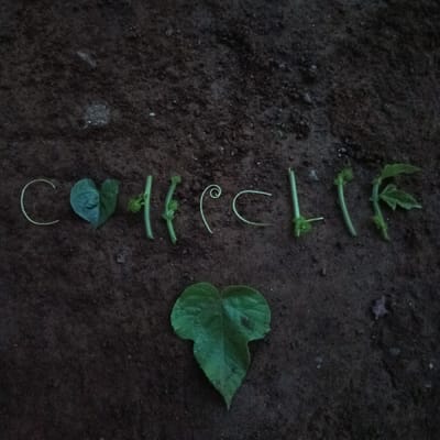 An overhead shot captured in Ketowan, Indonesia, depicts the words "COFFEE LIFE" spelled out using green plant elements arranged on a dark brown, textured soil surface. No individuals are visible. The word "COFFEE" is formed from a curved vine segment for 'C', a heart-shaped green leaf for 'O', two pairs of vertical green stem segments with small tendrils for the two 'F's, a spiral tendril for the first 'E', and a curved tendril segment for the second 'E'. The word "LIFE" is formed from a vertical green stem segment with tendrils for 'L', a straight vertical green stem segment for 'I', a vertical green stem segment with a small lateral leaf extending to the right for 'F', and a vertical green stem segment with tendrils for 'E'. Below the arranged text, a single, larger, spade-shaped green leaf rests flat on the soil.