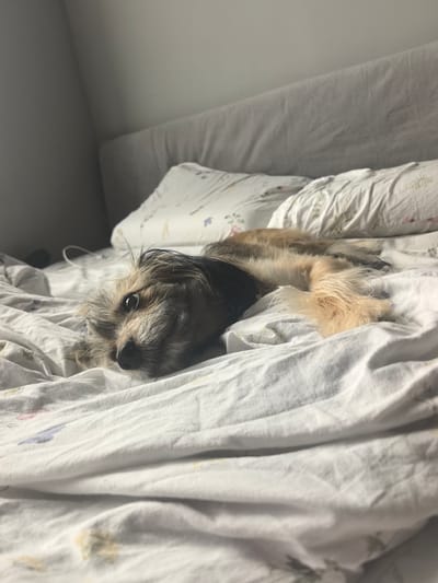 A small, scruffy, light brown dog with dark markings around its eyes is lying on a white bed with a floral pattern. The dog is facing the camera with its head resting on the bed, appearing to be relaxed or sleepy. The bed is covered with a white duvet and pillows, one of which is slightly visible in the background. The scene is dimly lit, with light coming from the left, casting shadows on the right side of the image. The background shows a portion of a wall and a headboard of a bed. The image is taken from a low angle, close to the dog's level. The overall impression is one of domestic comfort and tranquility. There is no indication of the location in Zima Juzhnaja, Russia.