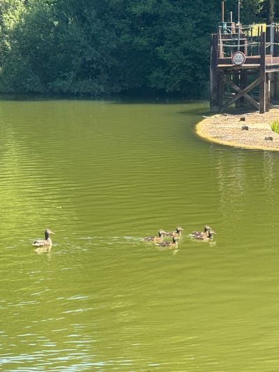 A flock of five ducks, one adult and four ducklings, swim in a body of greenish water. The adult duck is on the left side of the frame, and the ducklings are clustered to its right. The water is rippled, suggesting a slight breeze. In the background, a dense green tree line forms the edge of the body of water. To the right of the frame, a rustic wooden structure with metal components rises from the bank, possibly a lock or water control mechanism. A circular sign with red and white markings is affixed to the structure. The bank leading to the structure is covered in light-colored gravel and some vegetation. The scene appears to be outdoors on a sunny day.
