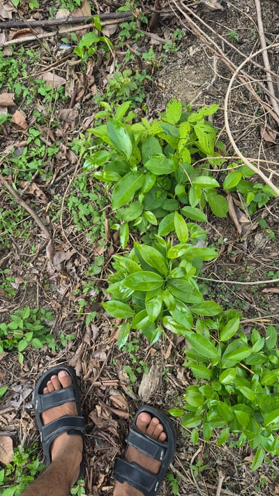 The image shows a ground-level view of vegetation near Raya Sanggeu, Indonesia. Various plants, including a bush with glossy green leaves and smaller leafy ground cover, are interspersed with twigs and fallen leaves. A pair of black sandals with dark skin visible in between the straps and toes is visible on the right side of the image. The overall impression is of a natural, perhaps untended, area.