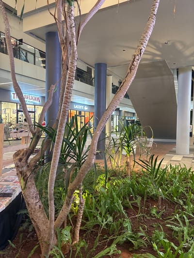 The image depicts an indoor scene, likely a shopping mall, with large trees and lush greenery integrated into the architecture. The foreground is dominated by the rough, textured bark of tree branches, one of which is particularly thick and prominent. Behind the branches, a modern architectural space unfolds, characterized by sleek, grey pillars and a light-colored ceiling with geometric patterns.

Several storefronts are visible in the background, suggesting a retail environment. One sign clearly reads "LACOSTE," and another reads "THE RELIGION D JEANS." The stores appear to be open, with lights on, and some mannequins or displays can be glimpsed through the glass windows.

The greenery includes a variety of plants, some with broad, tropical-looking leaves and others with more delicate, fern-like foliage, all thriving in what appears to be a well-maintained indoor garden or planter. The lighting suggests daytime, with natural light filtering into the space, casting shadows from the trees onto the ceiling. The overall impression is one of a harmonious blend of nature and modern commerce, creating an inviting and aesthetically pleasing environment. No people are clearly visible, but the presence of open stores implies that people are likely present or have recently been there. The time of day appears to be daytime, and the weather is not discernible from the indoor setting. The location cues, "LACOSTE" and "THE RELIGION D JEANS," along with the mention of Wanasari, Indonesia, provide specific context.