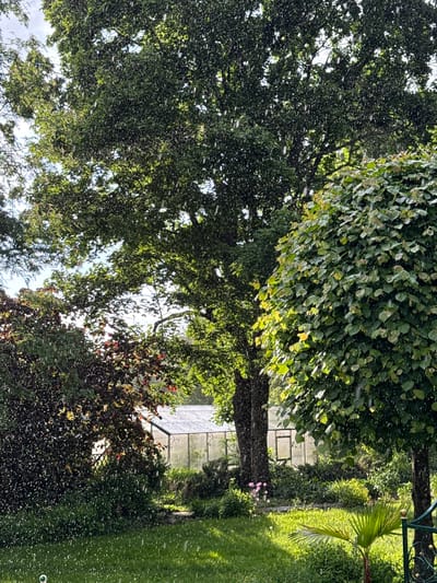 The image depicts a lush garden scene, likely in Sapronovo, Russia. The focal point is a large tree with dense, green foliage, possibly a Linden tree judging by the leaf shape. Numerous small, white, dot-like objects are scattered throughout the frame, suggesting pollen or other airborne particles. Beneath the main tree, there's a smaller bush with dark, reddish-brown leaves. A stone pathway is visible in the background, leading towards what appears to be a building with a glass facade. To the right of the pathway, there's a palm tree and a neatly manicured lawn. The scene is well-lit, indicating daylight conditions.