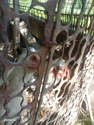 In Kenesh, Kyrgyzstan, a close-up shot reveals chickens inside a rustic enclosure. The foreground is dominated by a rusty, circular-patterned metal grate, obscuring the view partially. Through the openings, two chickens are visible. The chicken on the left is predominantly white with some darker markings on its wings, its head and eye are clear. It has a reddish comb and wattle, and its eye is a striking orange. The second chicken, partially visible behind the first, also appears white with some darker feathers and a red comb. The background shows a dimly lit area with wooden structures and a glimpse of greenery, suggesting an outdoor setting. Sunlight filters through the enclosure, creating shadows and highlighting the textures of the metal and feathers. The image appears to be taken from a low angle, looking into the enclosure. The date stamp "06.07.2026 09:57" is visible in the lower right corner.