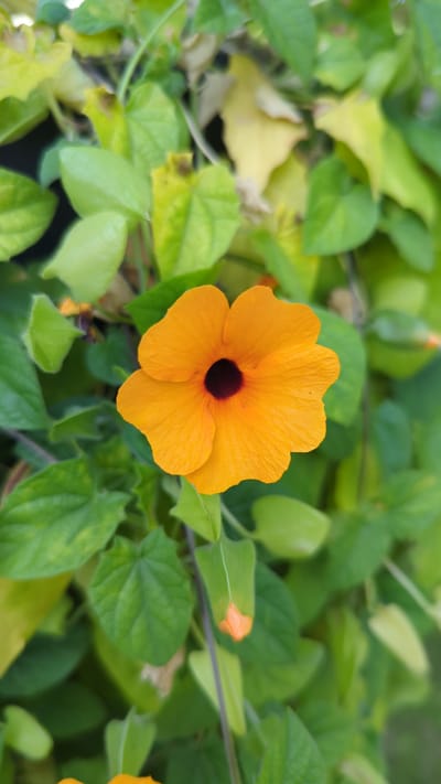 The image is a close-up, vertical, eye-level shot of a single, bright orange flower with a dark center, likely a black-eyed Susan vine (Thunbergia alata). The flower is in full bloom and positioned centrally in the frame. Its petals are slightly crinkled and textured. Surrounding the flower are lush green leaves, some of which are slightly yellowed, suggesting a natural, outdoor setting. The background is softly blurred, emphasizing the flower and foliage. There are hints of other orange flower buds visible in the lower right and bottom center of the image. The image does not contain any people or specific landmarks that would indicate a location in Terrebonne, Canada.