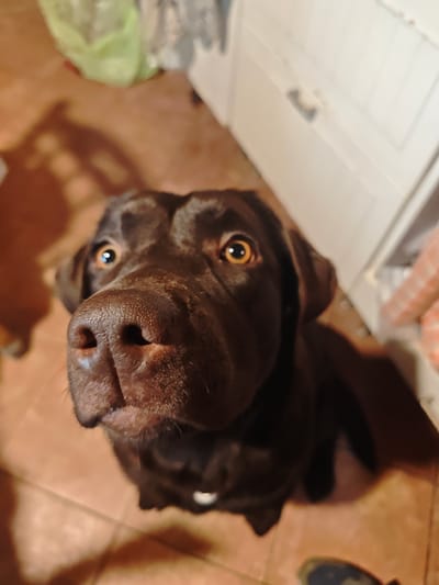 A chocolate Labrador retriever dog is looking upwards. The dog is brown with dark eyes and a large nose. The background is a blurred kitchen, with a tile floor, white cabinets, and various objects. The location is not evident in the image.